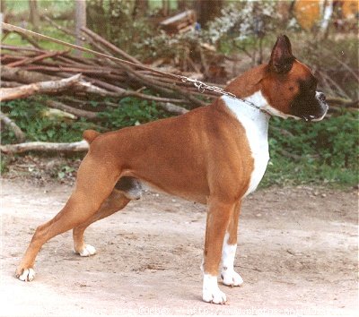 Photo de Boxer