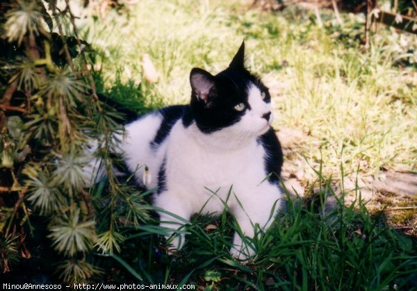 Photo de Chat domestique