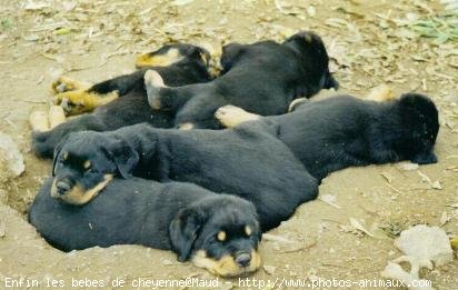 Photo de Rottweiler