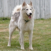 Photo de Husky siberien