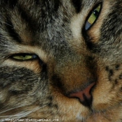 Photo de Maine coon