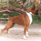 Photo de Boxer