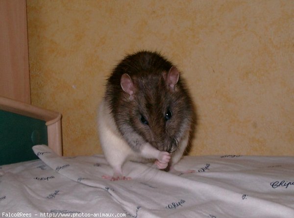 Photo de Rat