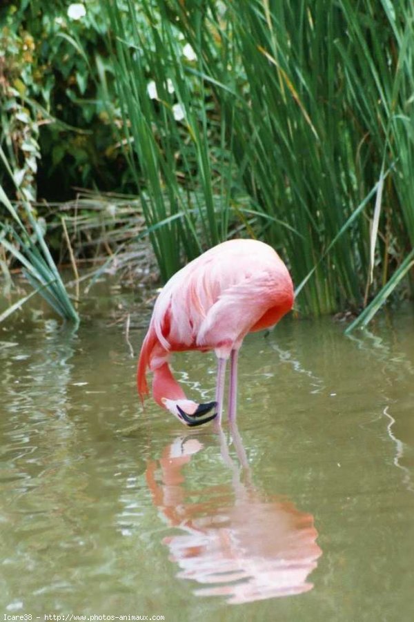 Photo de Flamand rose