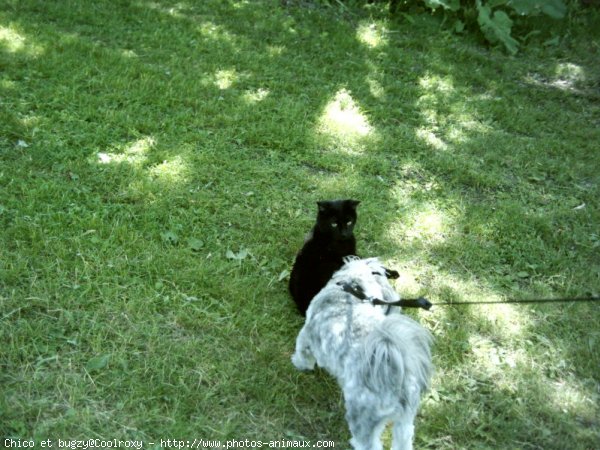 Photo de Races diffrentes