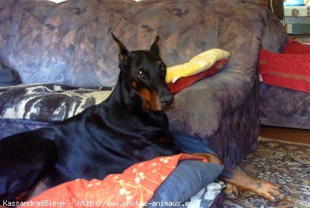 Photo de Dobermann