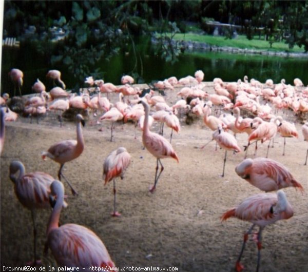 Photo de Flamand rose