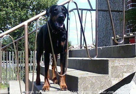 Photo de Dobermann