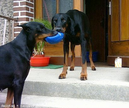 Photo de Dobermann