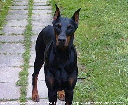 Photo de Dobermann