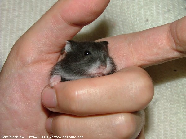 Photo de Hamster