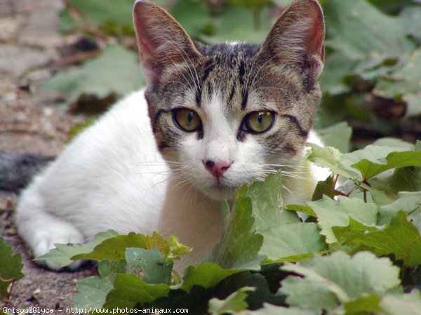 Photo de Chat domestique