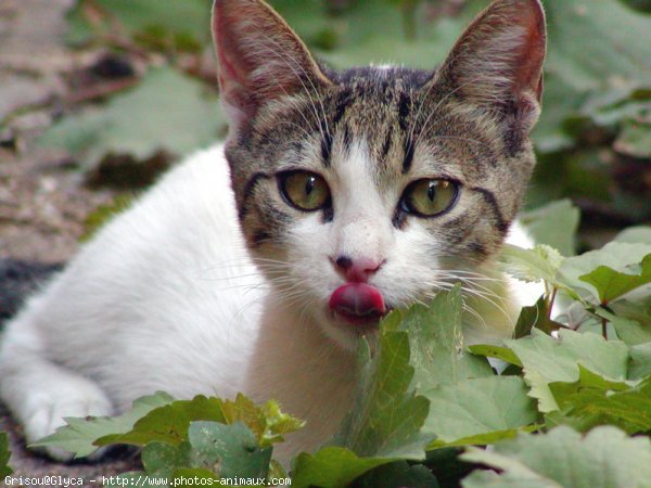 Photo de Chat domestique