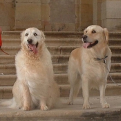 Photo de Golden retriever