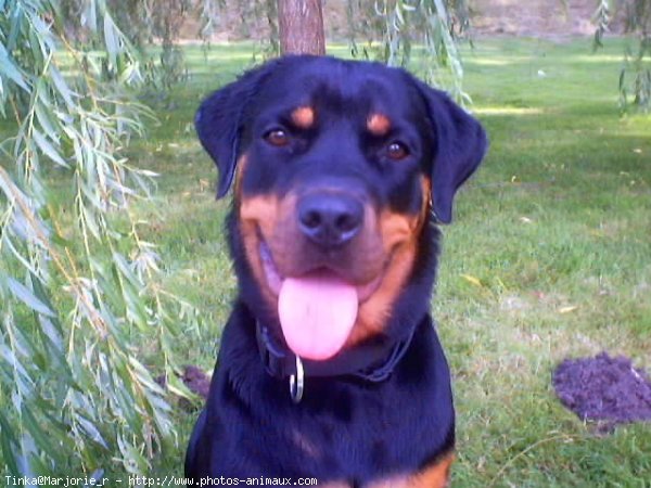 Photo de Rottweiler