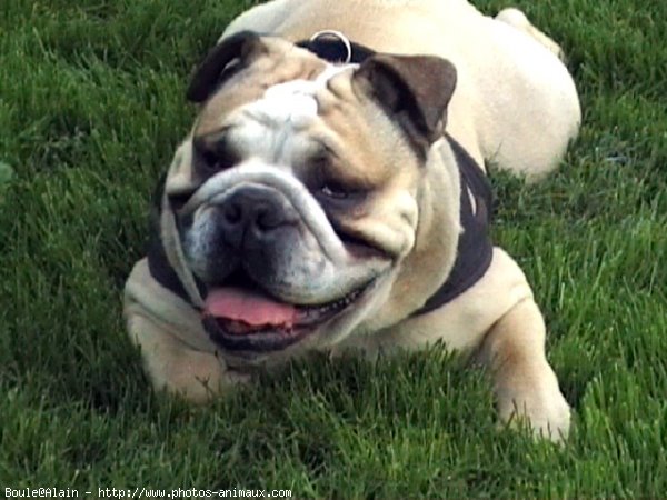 Photo de Bulldog