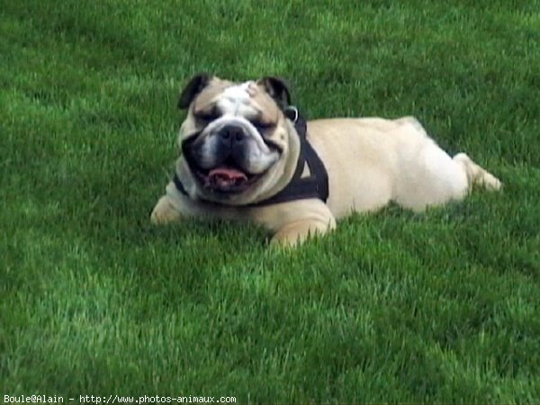 Photo de Bulldog