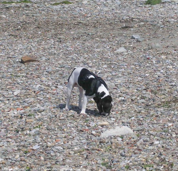 Photo de Bouledogue franais