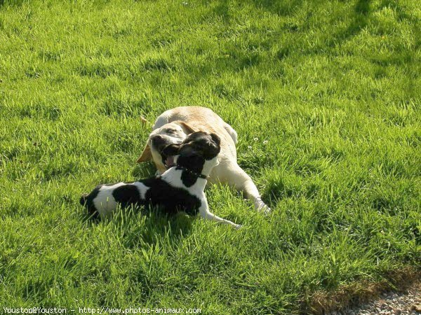 Photo de Bouledogue franais