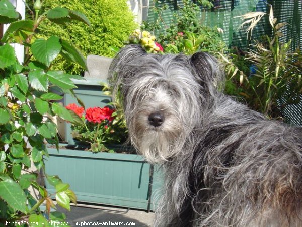 Photo de Chien de berger des pyrenes  poil long