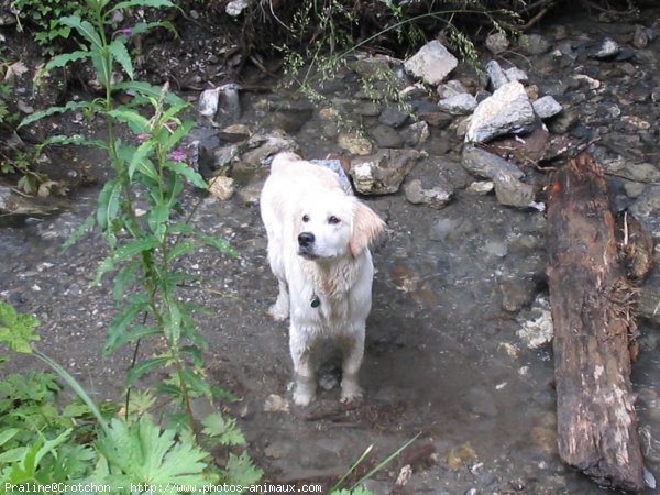 Photo de Golden retriever