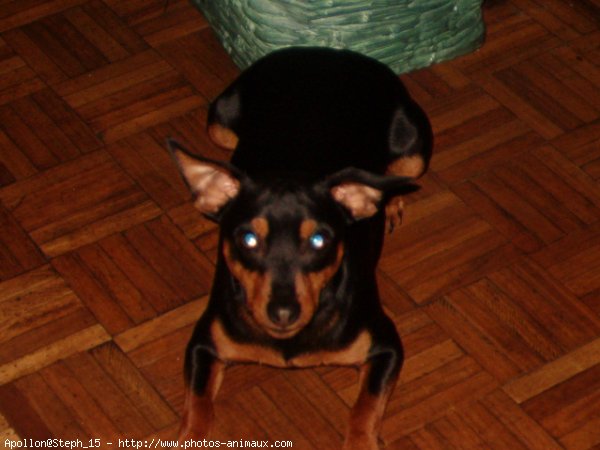 Photo de Pinscher nain