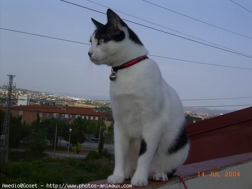 Photo de Chat domestique