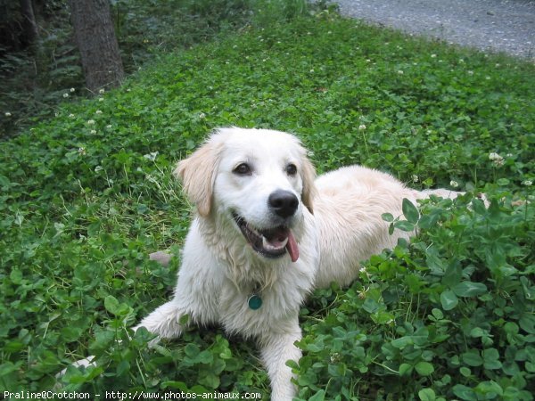 Photo de Golden retriever