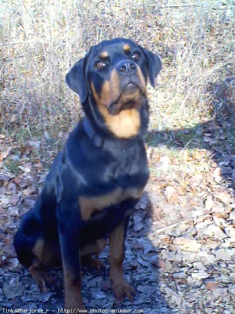 Photo de Rottweiler