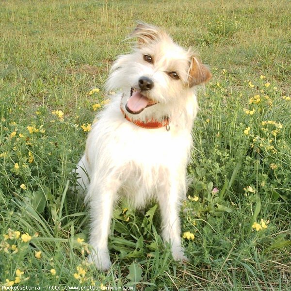 Photo de Jack russell terrier