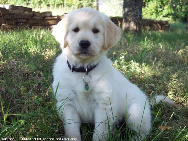 Photo de Golden retriever