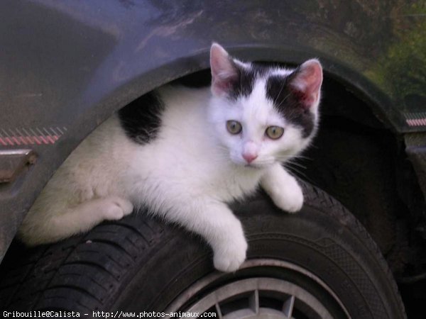 Photo de Chat domestique