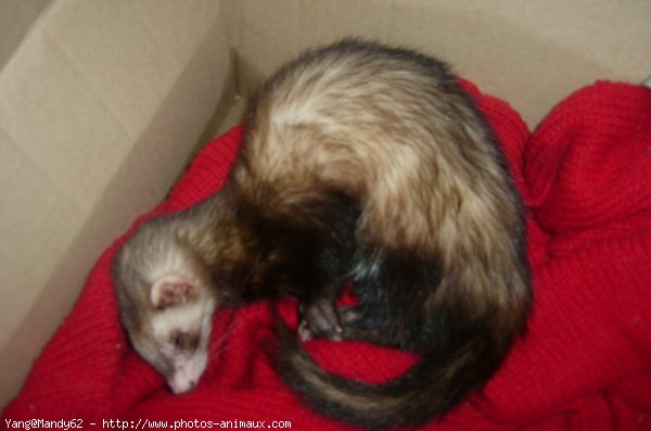 Photo de Furet