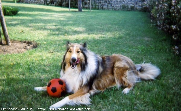 Photo de Colley  poil long