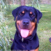 Photo de Rottweiler