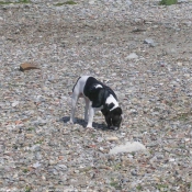 Photo de Bouledogue franais