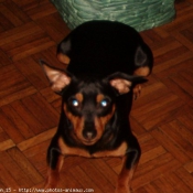 Photo de Pinscher nain