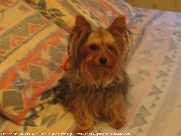 Photo de Yorkshire terrier