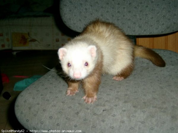 Photo de Furet