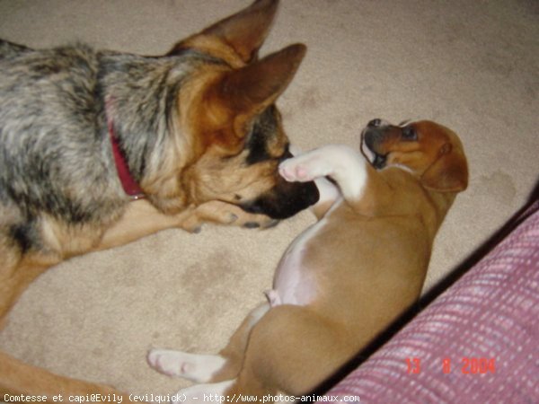 Photo de Races diffrentes