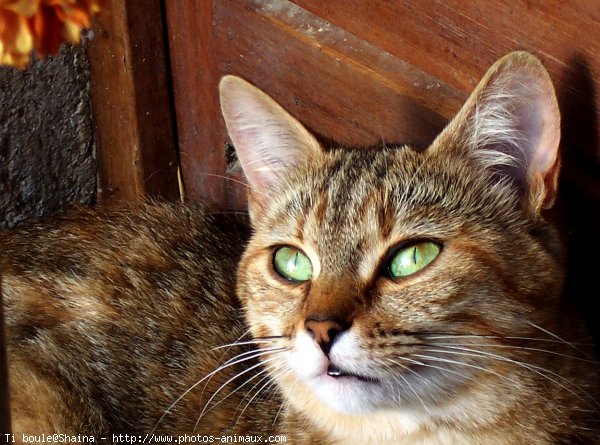 Photo de Chat domestique