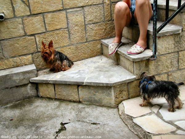 Photo de Yorkshire terrier