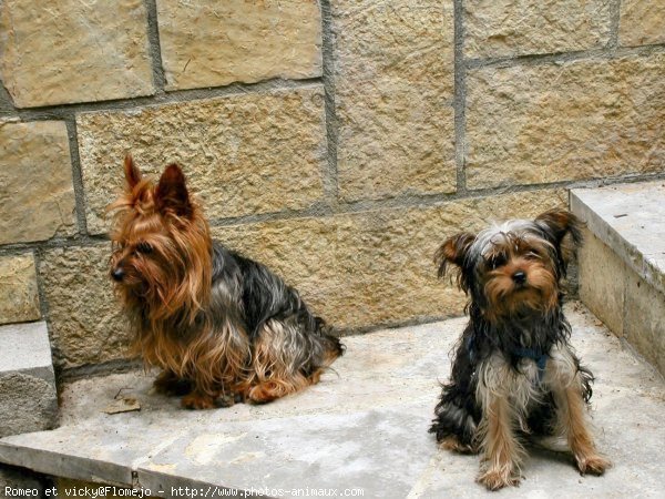 Photo de Yorkshire terrier