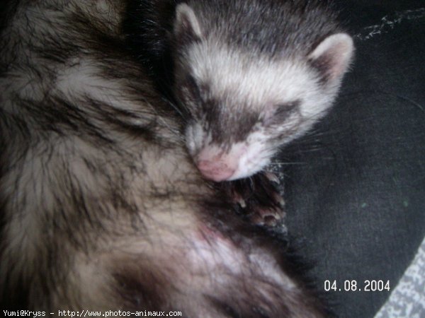 Photo de Furet