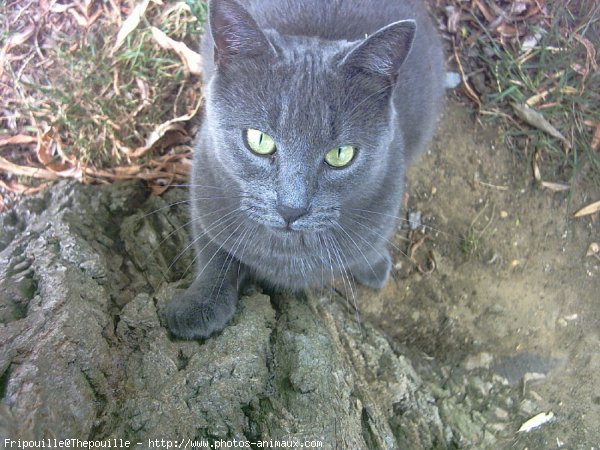 Photo de Chat domestique