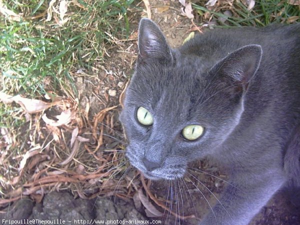 Photo de Chat domestique