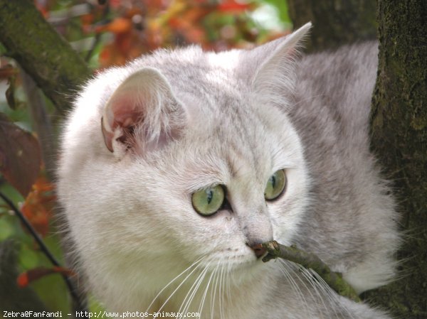 Photo de British shorthair