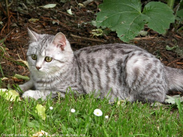 Photo de British shorthair