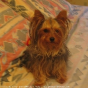 Photo de Yorkshire terrier