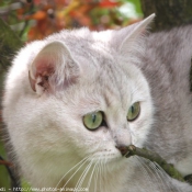 Photo de British shorthair